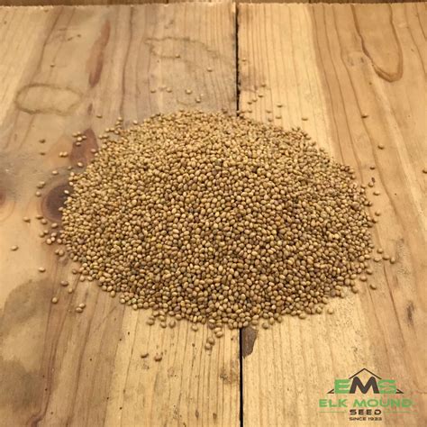 Elk mound seed - Buckwheat Seed. Elk Mound Seed. $84.99. Certified Lacey Barley is extremely respectable for forage, has medium sized kernels and has good lodging resistance. Buy online today!